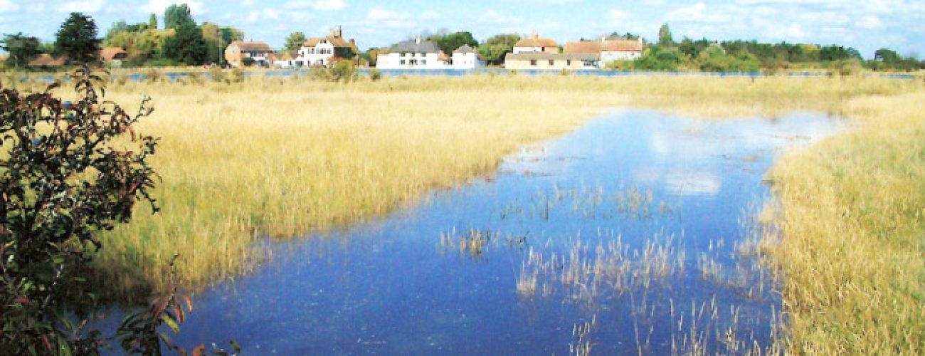 water meadow