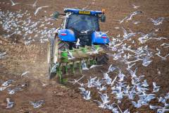 Tractor with birds