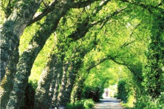 Tree lined road