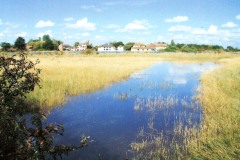 water meadow